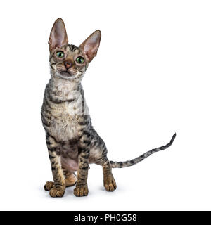 Black tabby Cornish Rex kitten standing facing front looking very curiously in lens with green eyes isolated on white background Stock Photo