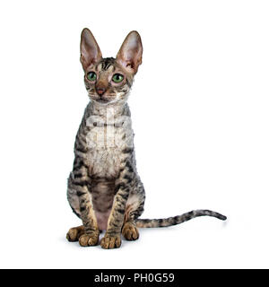 Black tabby Cornish Rex kitten sitting up looking to the side with green eyes isolated on white background Stock Photo