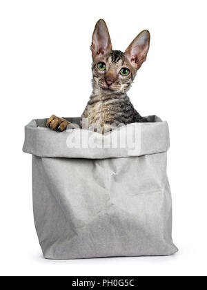 Black tabby Cornish Rex kitten sitting in grey paper bag, looking beside camera with green eyes isolated on white background Stock Photo