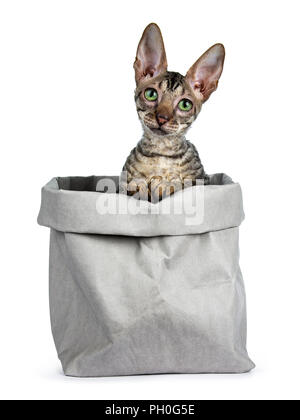 Black tabby Cornish Rex kitten sitting in grey paper bag, looking straight ahead in camera with green eyes isolated on white background Stock Photo