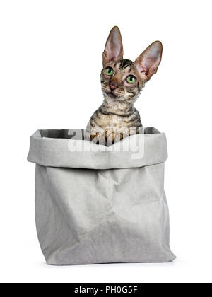 Black tabby Cornish Rex kitten sitting in grey paper bag, looking up with green eyes isolated on white background Stock Photo