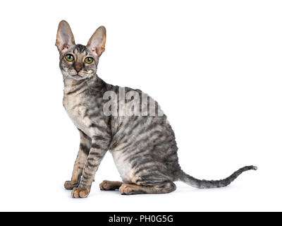 Blue tortie tabby Cornish Rex kitten sittingside ways, looking at camera isolated on white background Stock Photo