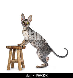 Blue tortie tabby Cornish Rex kitten standing side ways with front paws on little brown wooden stool, looking at camera isolated on white background Stock Photo