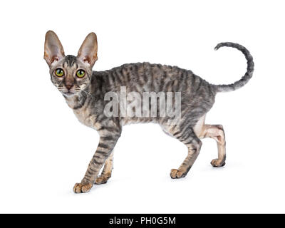 Blue tortie tabby Cornish Rex kitten walking / standing side ways, looking at camera isolated on white background Stock Photo