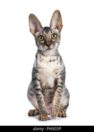 Blue tortie tabby Cornish Rex kitten sitting up straight front view, looking at camera isolated on white background Stock Photo