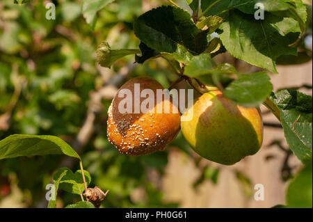 Heavy drought followed by heavy rain is causing apple fruit to rot on tree, contrasting with healthy apples, diseased fungi infected to be removed Stock Photo