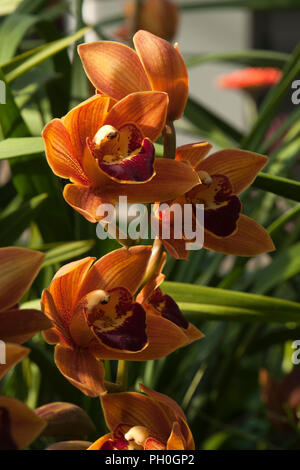 Sydney Australia, Orchid stem of orange or brown flowers Stock Photo