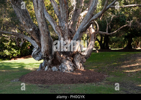 Sydney Australia, tree trunk of an old gnarly Melaleuca leucadendra tree Stock Photo