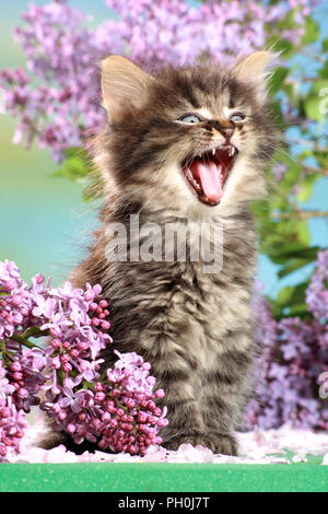 kitten, 6 weeks old, black tabby, yawning Stock Photo