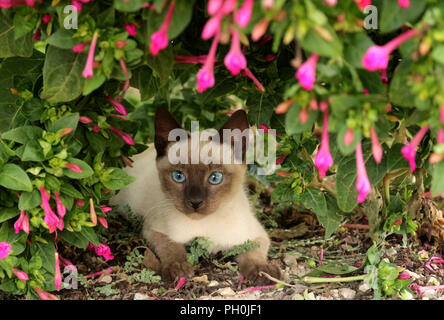 young thai cat, 3 month old, seal point, lying under a plant Stock Photo