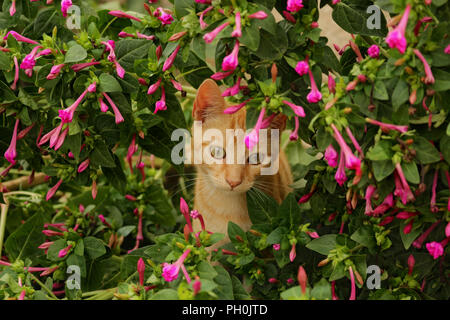 domestic cat, ginger, lying under a flowering plant Stock Photo