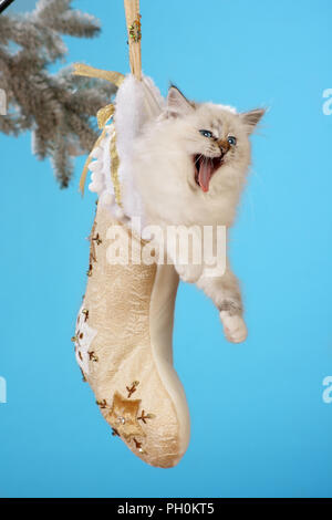 birman kitten hanging in a christmas sock and yawning Stock Photo