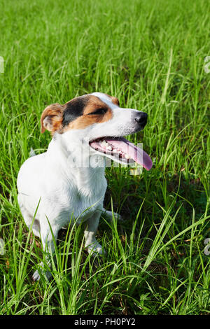 Adorable dog heavily breathing on grass Stock Photo
