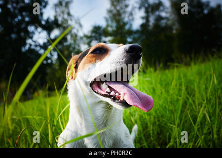 Adorable dog heavily breathing on grass Stock Photo