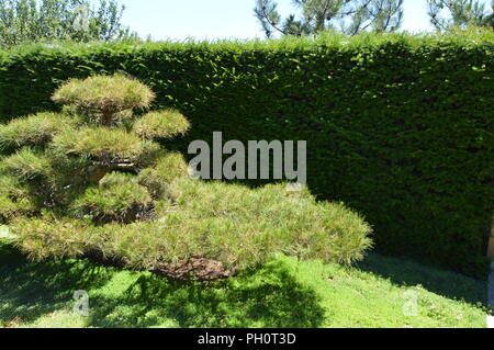 Green curved bonsai tree grows in Japanese garden. landscape design in Japanese style. Stock Photo