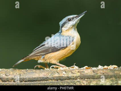 Nuthatch, small, colourful, garden and woodland bird, facing right with dark green background.  Perched on a bird table with seed.  Horizontal. Stock Photo