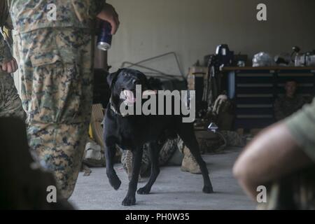 Raider, a military working dog with 3rd Law Enforcement Battalion, greets Marines on standby during a simulated consulate reinforcement as part of the 31st Marine Expeditionary Unit’s MEU Exercise at Camp Hansen, Okinawa, Japan, June 21, 2018. MEUEX is the first in a series of three pre-deployment training events that prepare the 31st MEU to deploy at a moment’s notice. The 31st MEU, the Marine Corps’ only continuously forward-deployed MEU, provides a flexible force ready to perform a wide-range of military operations. Stock Photo