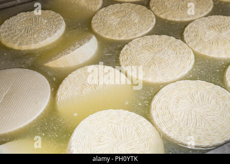 pecorino cheese in brine Stock Photo