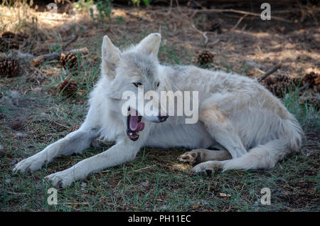Gray wolf yawning in the shade Stock Photo