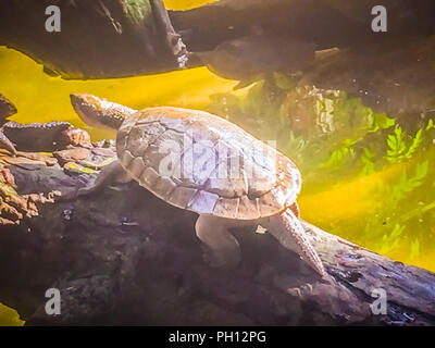 Reeves turtle or Chinese pond turtle (Mouremys reevesii) is semiaquatic turtle that like to basks in the sun on rock or log. Stock Photo