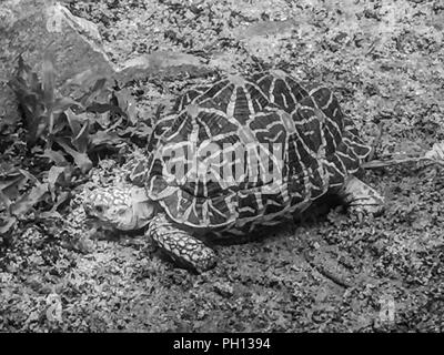 The Indian or Burmese star tortoise, a threatened species of tortoise found in dry areas and scrub forest in India and Myanmar. Stock Photo