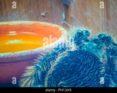Black curly-hair tarantula (Brachypelma albopilosum), Birdeater curly haired tarantula spider. Stock Photo