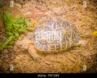 The Indian or Burmese star tortoise, a threatened species of tortoise found in dry areas and scrub forest in India and Myanmar. Stock Photo