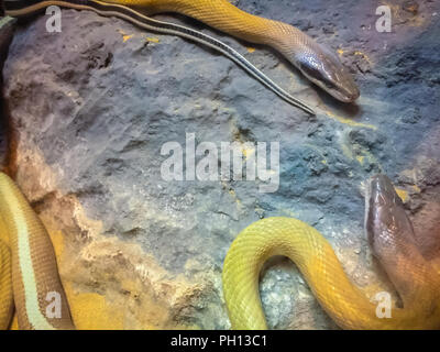 Closeup of Cave Dwelling Snake (Elaphe taeniura ridleyi) Stock Photo