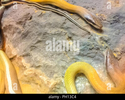 Closeup of Cave Dwelling Snake (Elaphe taeniura ridleyi) Stock Photo