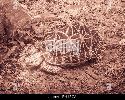 The Indian or Burmese star tortoise, a threatened species of tortoise found in dry areas and scrub forest in India and Myanmar. Stock Photo