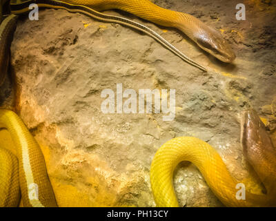 Closeup of Cave Dwelling Snake (Elaphe taeniura ridleyi) Stock Photo