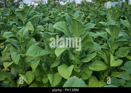 tobacco crop in Italy Stock Photo