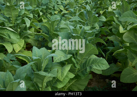 tobacco crop in Italy Stock Photo