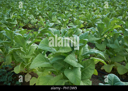 tobacco crop in Italy Stock Photo