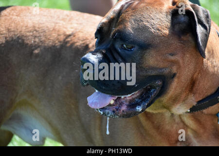 age mastiffs start drooling