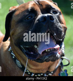 Old English mastiff dog drooling while on leash. Stock Photo