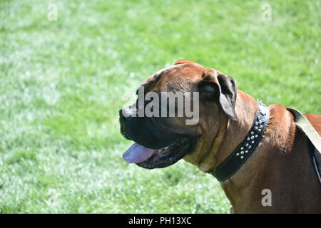 Large breed English mastiff dog on a leash. Stock Photo