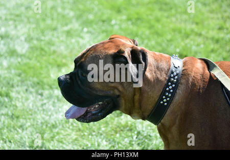 Side profile view of an English Mastiff on a leash. Stock Photo