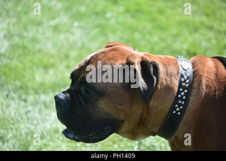 Old English mastiff dog profile on a summer day. Stock Photo