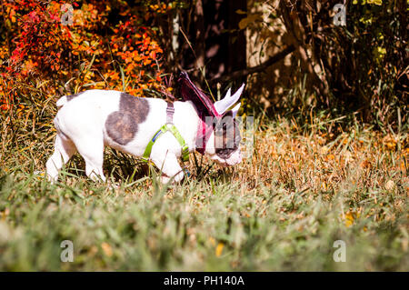 Young playful 6 month old French bulldog posing for my camera and playing in the fall leaves. Stock Photo