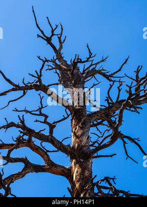Dead ponderosa pine, Petrified Forest Loop trail, Florissant Fossil Beds National Monument, Florissant, Colorado. Stock Photo
