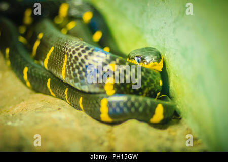 Scary Boiga dendrophila, commonly called the mangrove snake or gold-ringed cat snake, is a species of rear-fanged colubrid from southeast Asia. Stock Photo