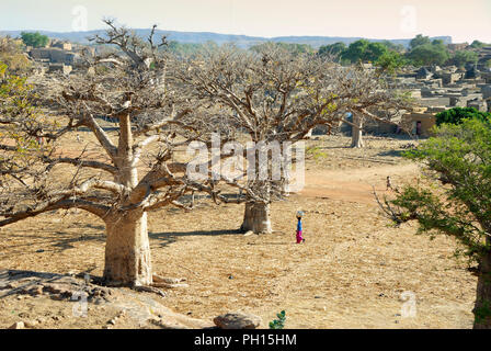 Baobabs at Sangha in the Bandiagara escarpment. Dogon Country. Mali, West Africa Stock Photo