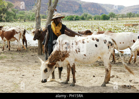 Fula (Peul) shepherd near Douentza. Mali, West Africa Stock Photo