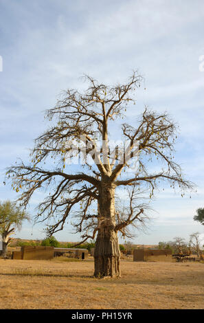 Africa /MALI /Segou/ Baobab trees in Moonlight Stock Photo - Alamy