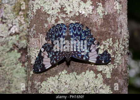 Cracker Butterfly, Hamadryas feronia, single adult resting on tree.   Taken April. Atlantic Rainforest, Brazil. Stock Photo
