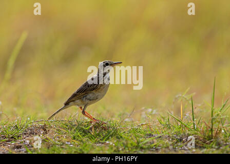 Paddyfield Pipit - Anthus rufulus, small ground perching bird from Sri Lanka grasslands and fields. Stock Photo
