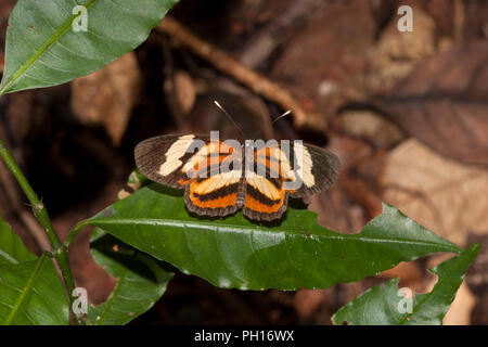 Postman Butterfly, Heliconius melpomene, single adult resting on leaf in forest.  Taken April. Atlantic Rainforest, Brazil. Stock Photo