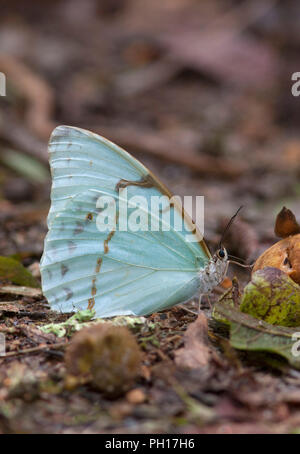 Morpho Butterfly, Morpho laertes, single adult feeding on rotten fruit. Taken April. Atlantic Rainforest, Brazil. Stock Photo