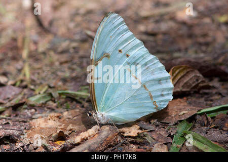 Morpho Butterfly, Morpho laertes, single adult feeding on rotten fruit. Taken April. Atlantic Rainforest, Brazil. Stock Photo